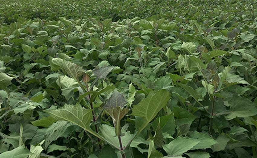 农村适合养殖和种植的项目有哪些,农村最赚钱的种植项目