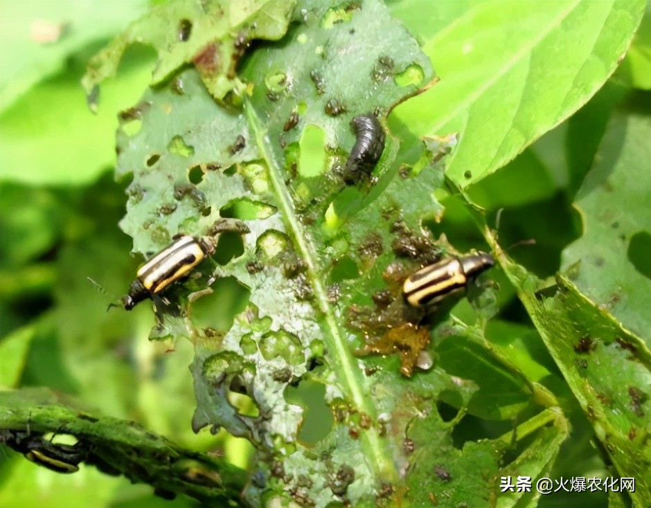 跳甲打甲,跳甲上午打还是晚上打好