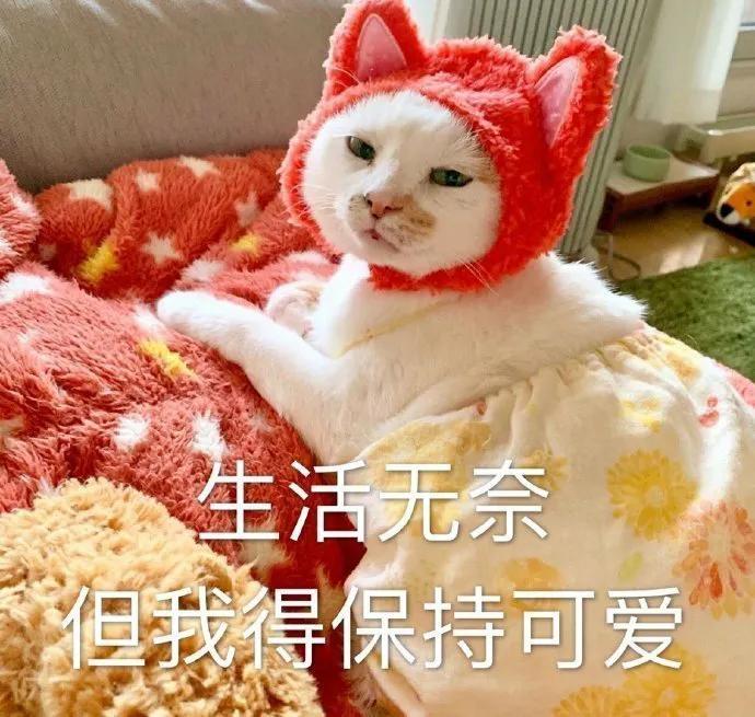 什么样的女生适合网上相亲,快餐式相亲找对象