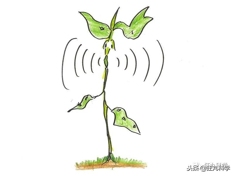 家里阳台上全是花草,家里阳台上的绿植