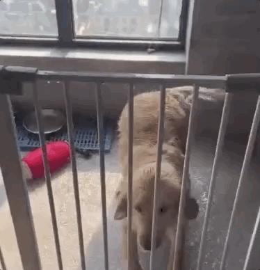 金毛把家淹了后续,金毛被阉