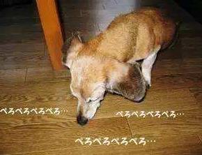 狗狗舔这5个位置，有重要事告诉你，不能忽视了