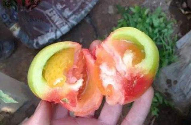 西红柿根腐病危害症状,西红柿茎基腐病原因