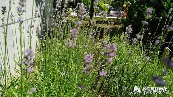 帮助睡眠的花水养,睡眠不理想试试养这4种花