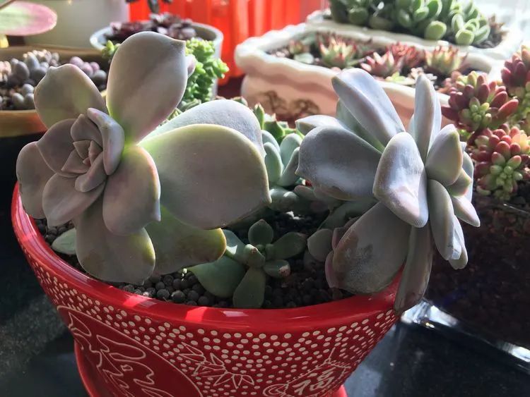 2021牛转乾坤砥砺前行,2021年牛转乾坤时来运转