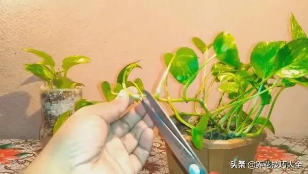 绿萝怎么修剪扦插成活率高,绿萝要剪多长的枝来扦插