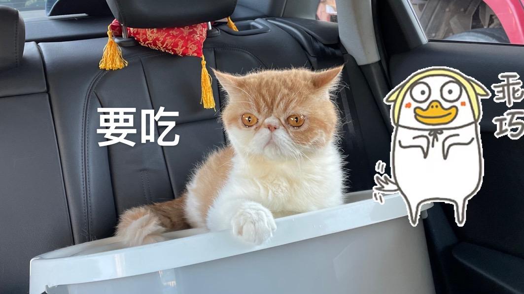 双11囤纯猫粮怎么囤,猫粮推荐排行榜双11