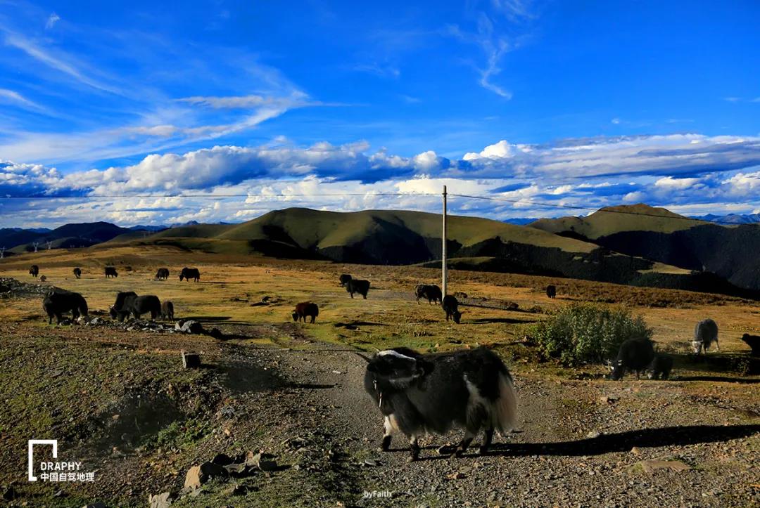 川西赏秋自驾游最佳路线图,川西最美秋色环线