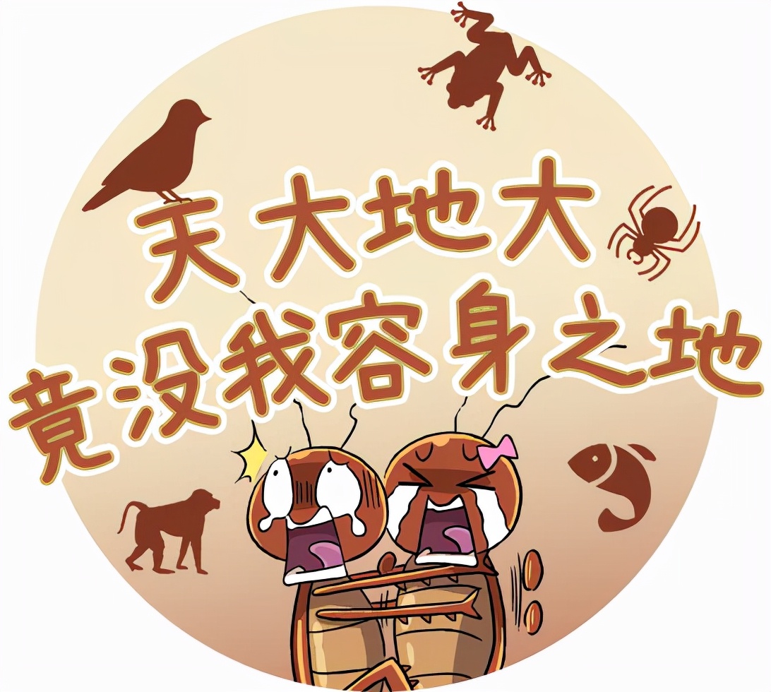 榄菊对蟑螂有效吗,狸花猫能吃蟑螂吗