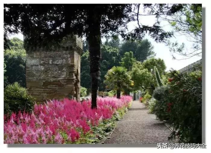 养在家里可以开花结果的植物,落新妇这种花好养吗