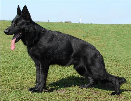 狗狗欠钱怎么办,狗的赔偿标准