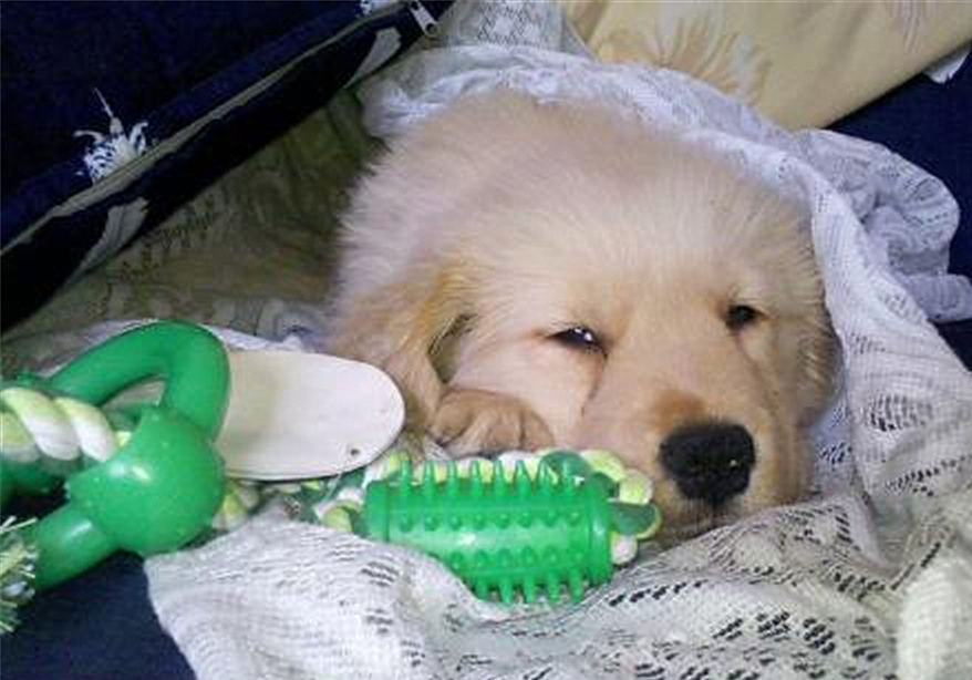 辟谣，山羊奶比牛奶更适合宠物，这一传言背后，其实暗藏风波