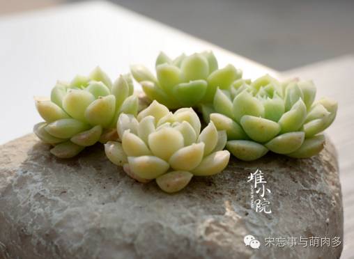 多肉月影系有哪些品种,月影系多肉品种大全