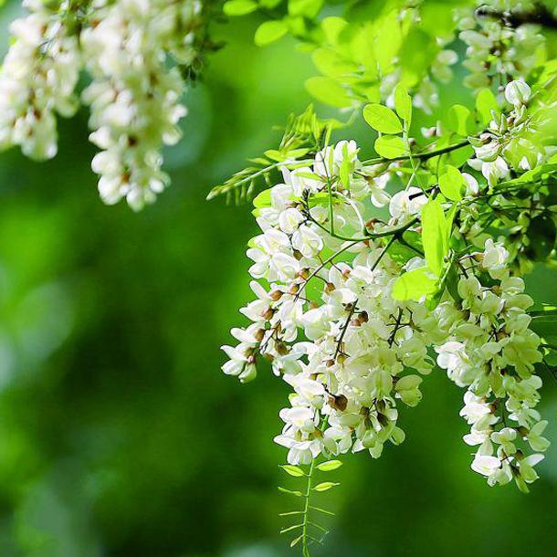 二十四节气立夏ppt课件免费,二十四节气立夏视频