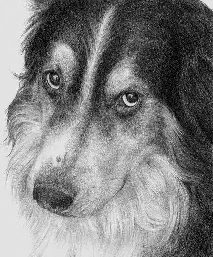 素描动物最全的收集,精微素描动物临摹高清大图