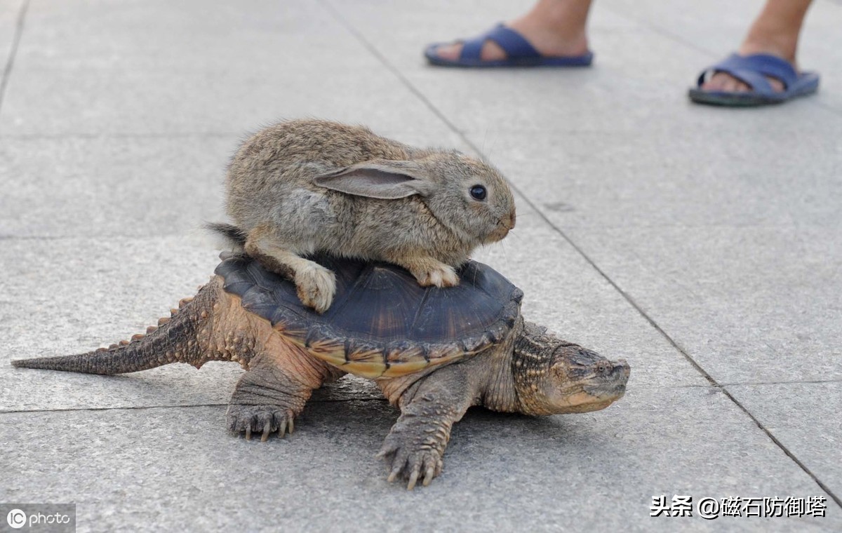 神龟虽寿犹有竟时解释,神龟虽寿犹有竟时什么意思