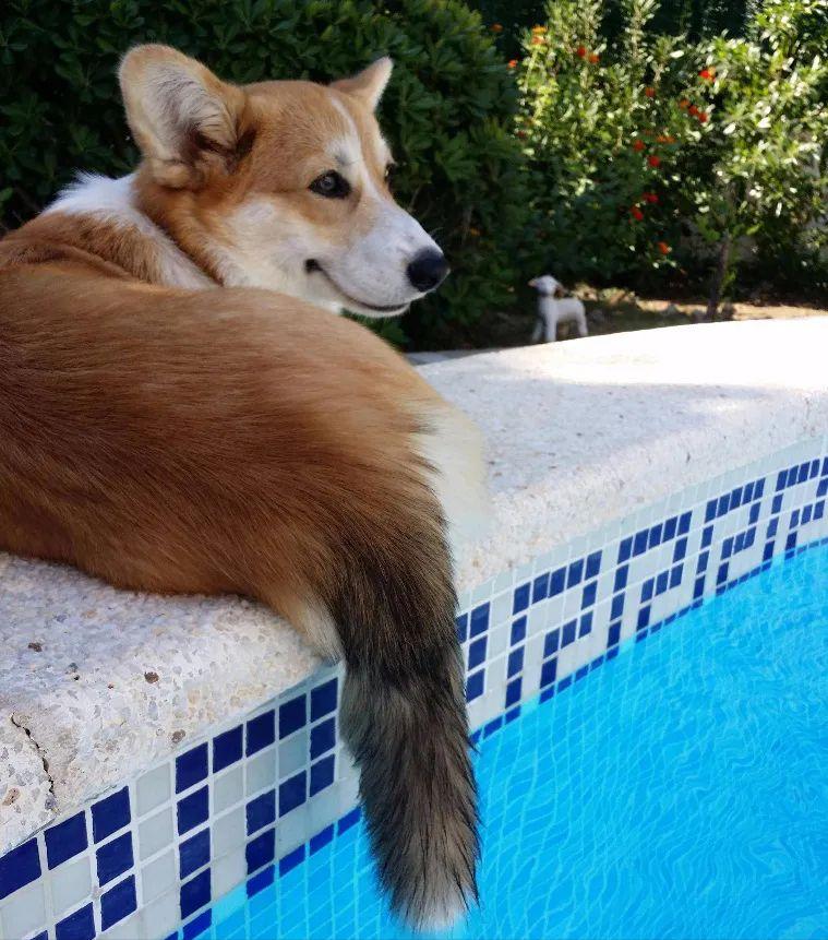 你了解小短腿柯基吗？很多人都对柯基有误解，你可能也中招了