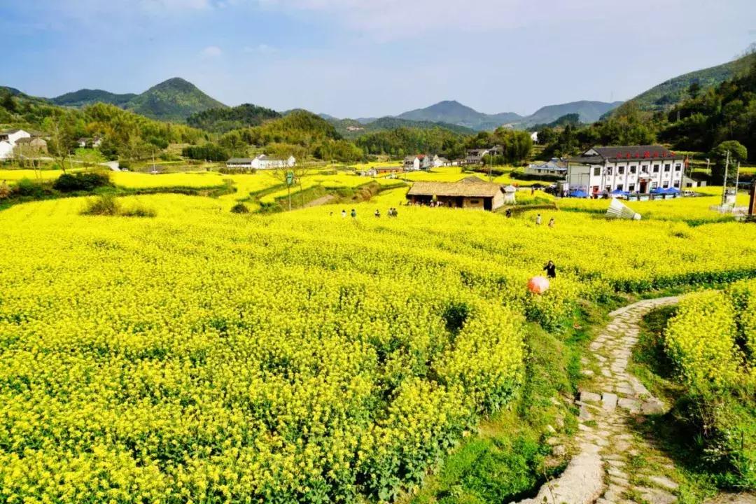 婺源油菜花田风景,藏于江西婺源深山中小村子