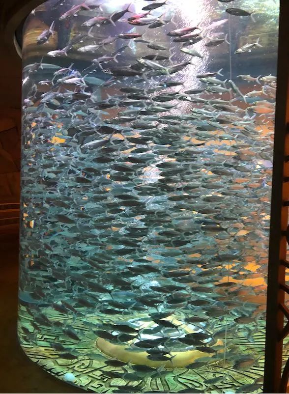 5天亚特兰蒂斯亲子游,带孩子亚特兰蒂斯游玩