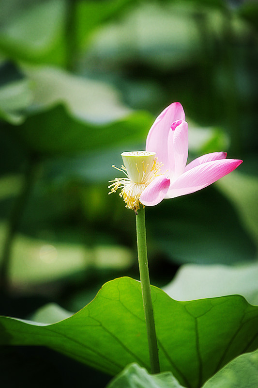 花开一季草木一秋人活一世,人活一世草木一秋花开花落