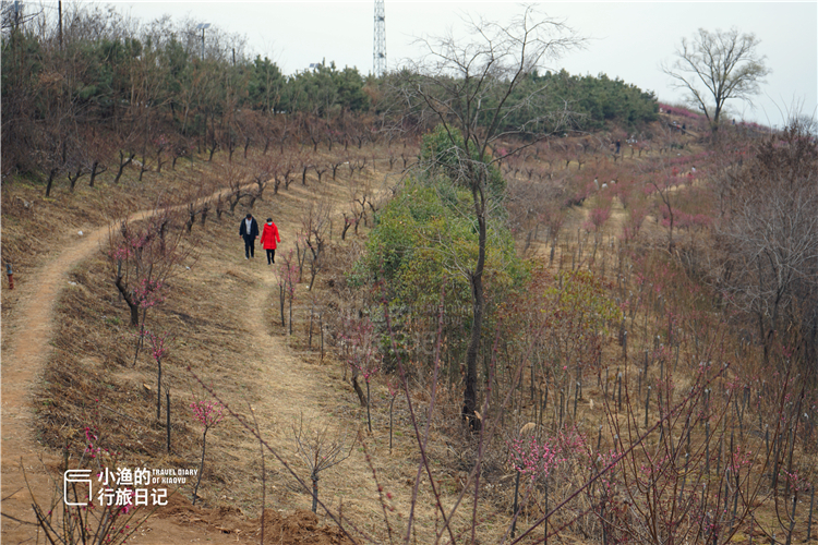 西安秦岭花海一日游,西安周末爬山赏花推荐