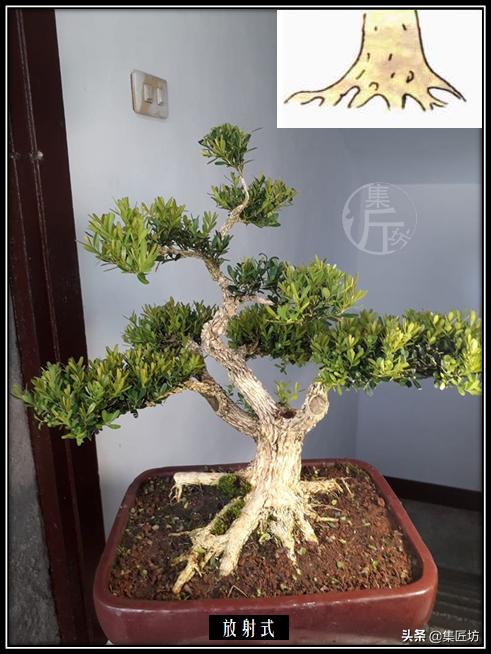 根不好看的盆景怎么造型,发一组自制根艺盆景图片供欣赏