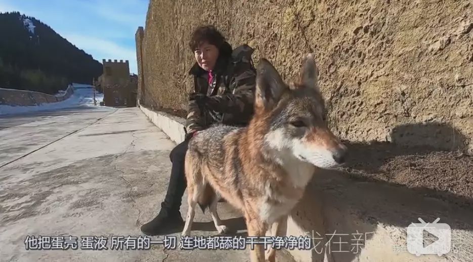 养狼disco：我在*疆新**，把狼养成了哈士奇