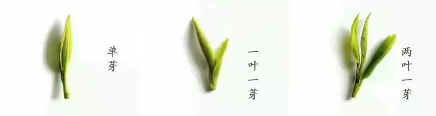 山东日照好的茶叶品种是什么,山东有名的茶叶是什么茶