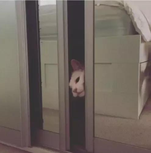 养猫党的十件事,新手养猫必须做的十件事