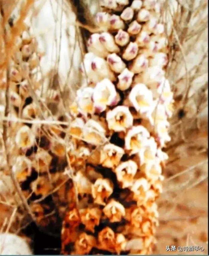 中医肉苁蓉的正确吃法大全,每天一味中药巴戟天