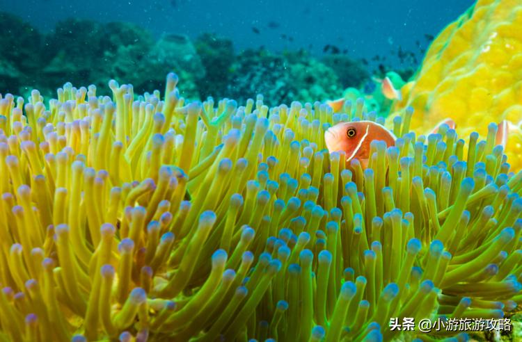 潜水小白必看,潜水圣地三天旅游攻略