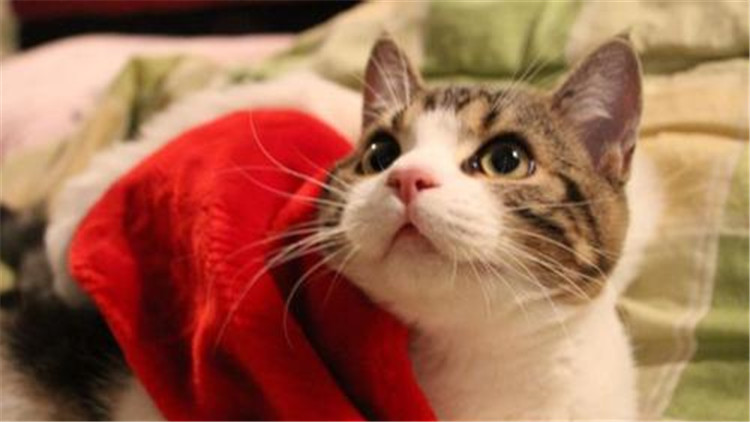 准备怀孕养猫的好处和坏处,家里养猫养狗的好处和坏处