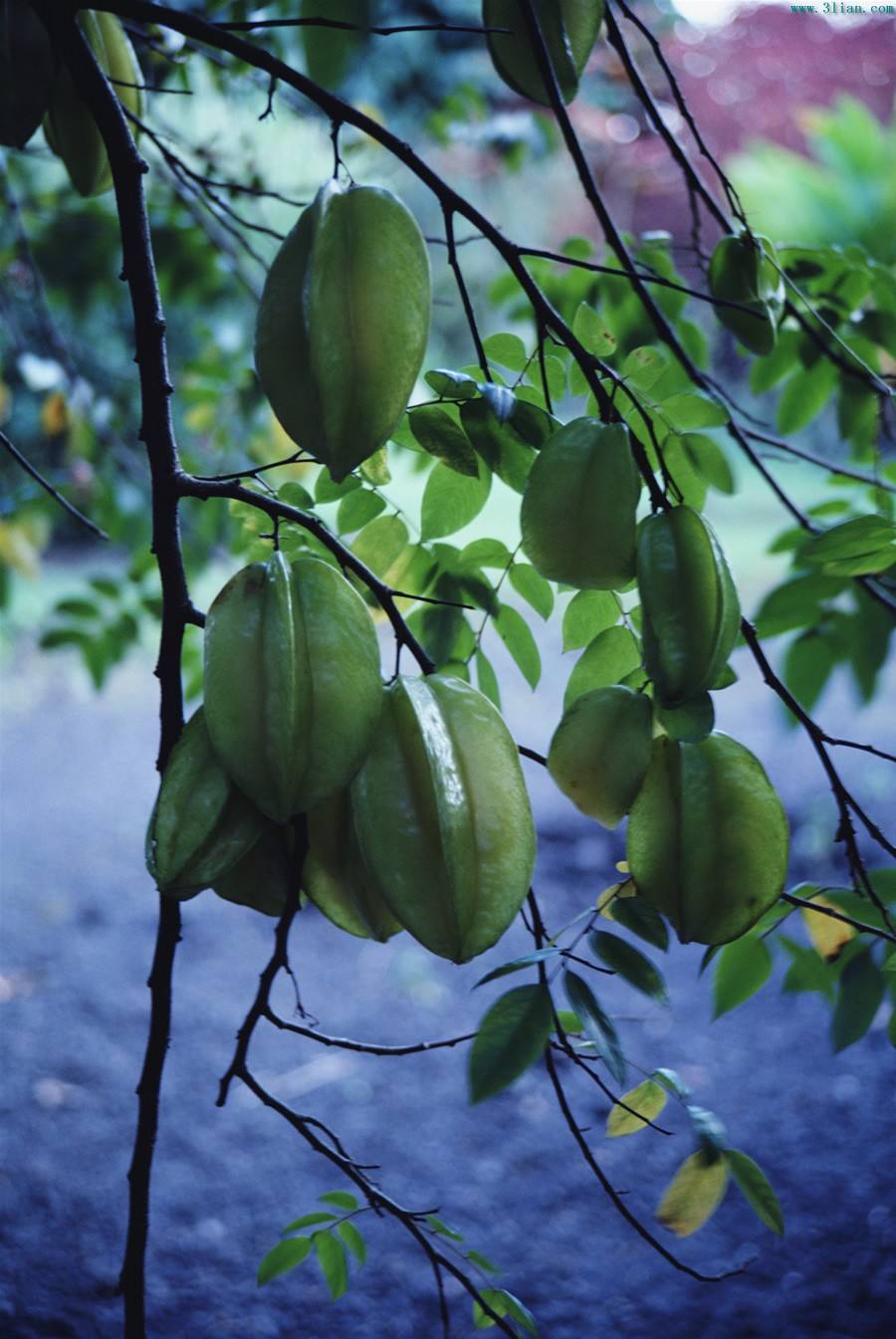 杨桃苗种植,杨桃树的种植