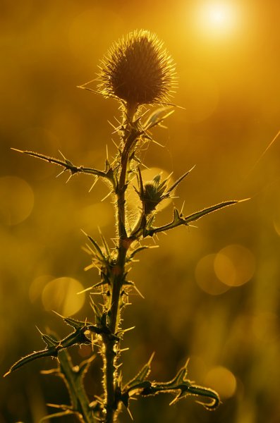 科学家破译地球生命,科学家解开人类的秘密