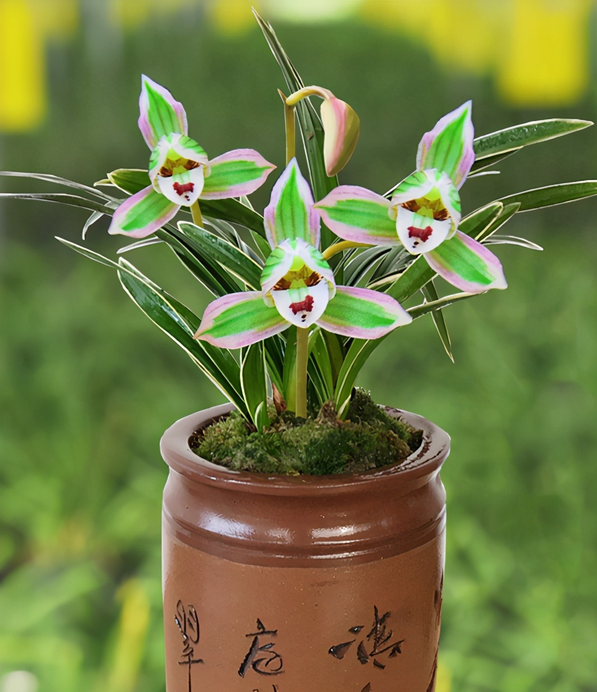 帝王妃兰花是珍稀品种吗,帝王妃兰花喜阴还是喜阳