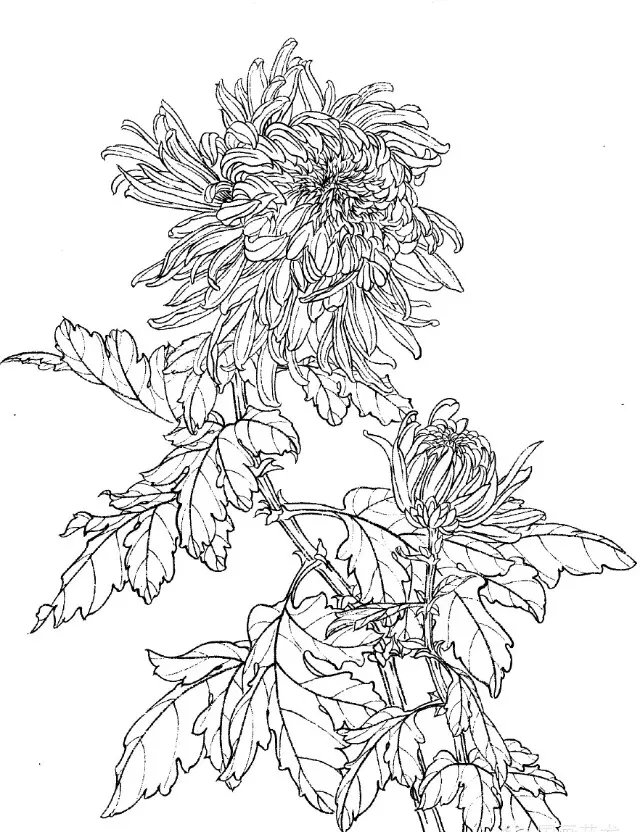 如何画菊花小写意步骤,菊花各种姿态写意画法