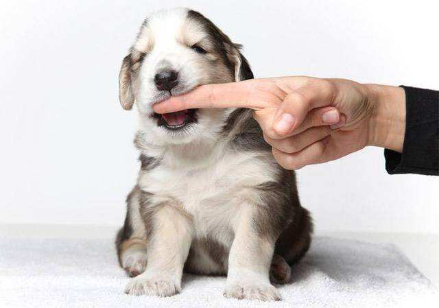 养狗新手入门必备知识,养狗知识大百科入门篇