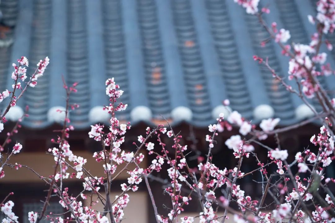 抗疫诗歌大展之十三｜在被管制的人间，梅花又悄悄开了