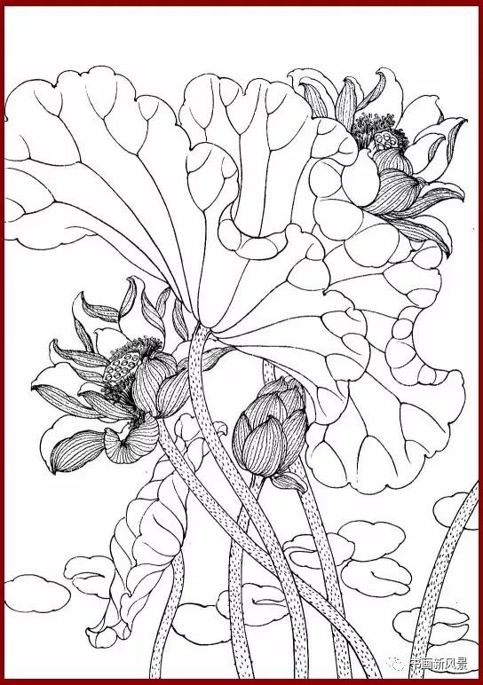 工笔白描简单荷花视频教程,工笔荷花的各种形态白描稿