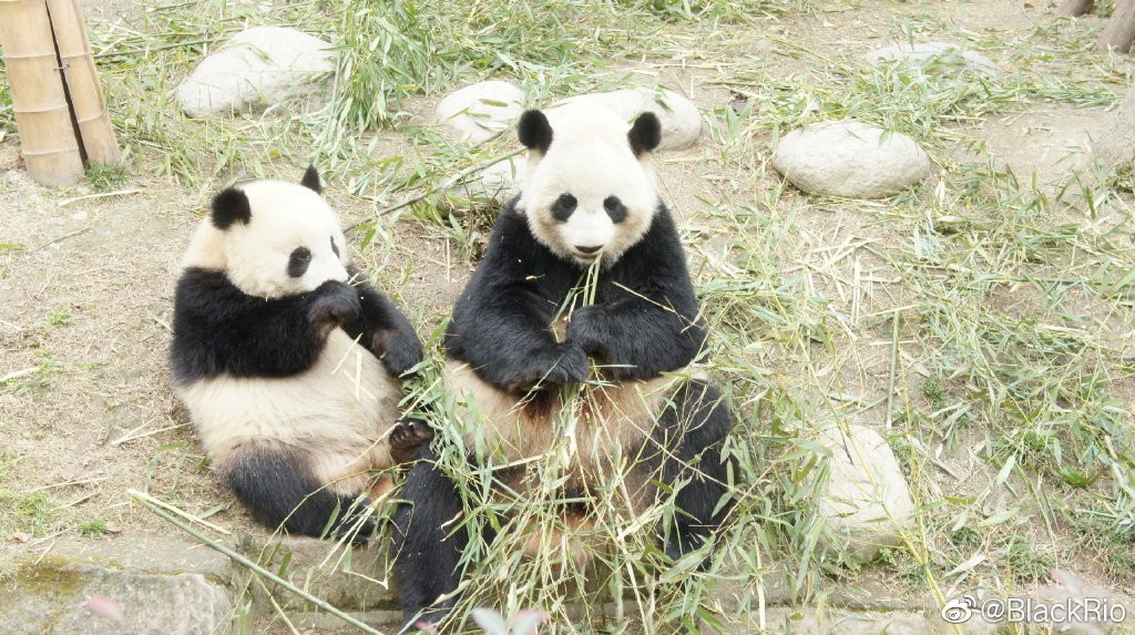熊猫儿本人照片,熊猫儿图片