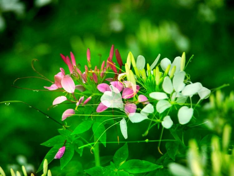 原创蝴蝶恋花,蝶恋花蝴蝶原唱