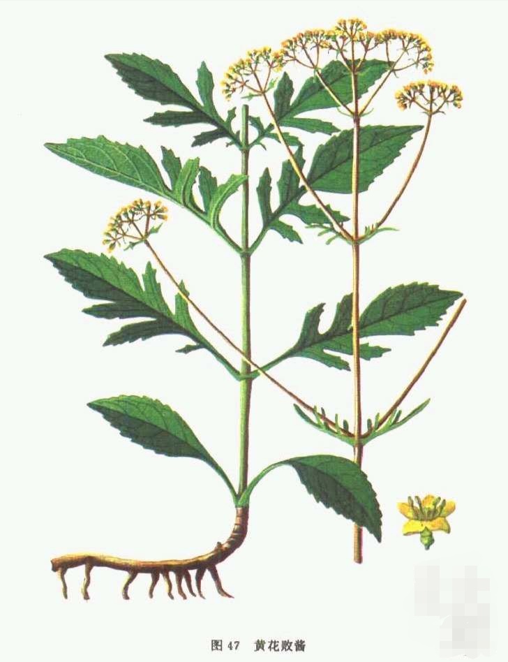 败酱草膏的功效与作用,败酱草的归经与功效是什么