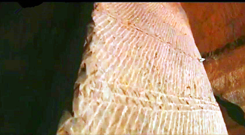 小水塘下藏着巨大山洞,水塘抽干水后专家竟然发现宫殿