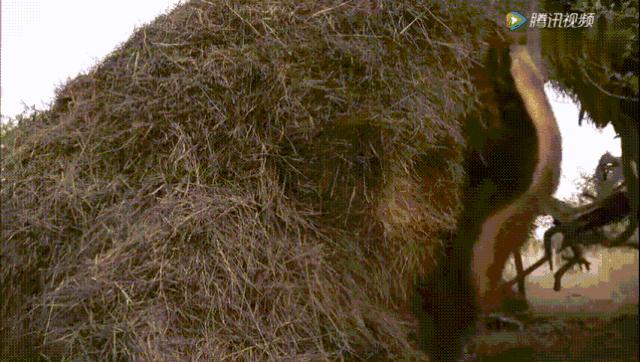 跟狮子抢肉，怼非洲鬣狗，看硬核“平头姐”成长史！