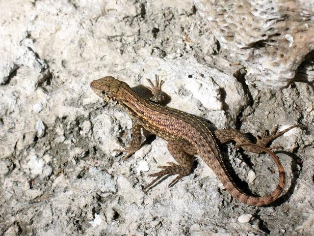 山海经里面什么神兽可以治痔疮,山海经中虎身怪物