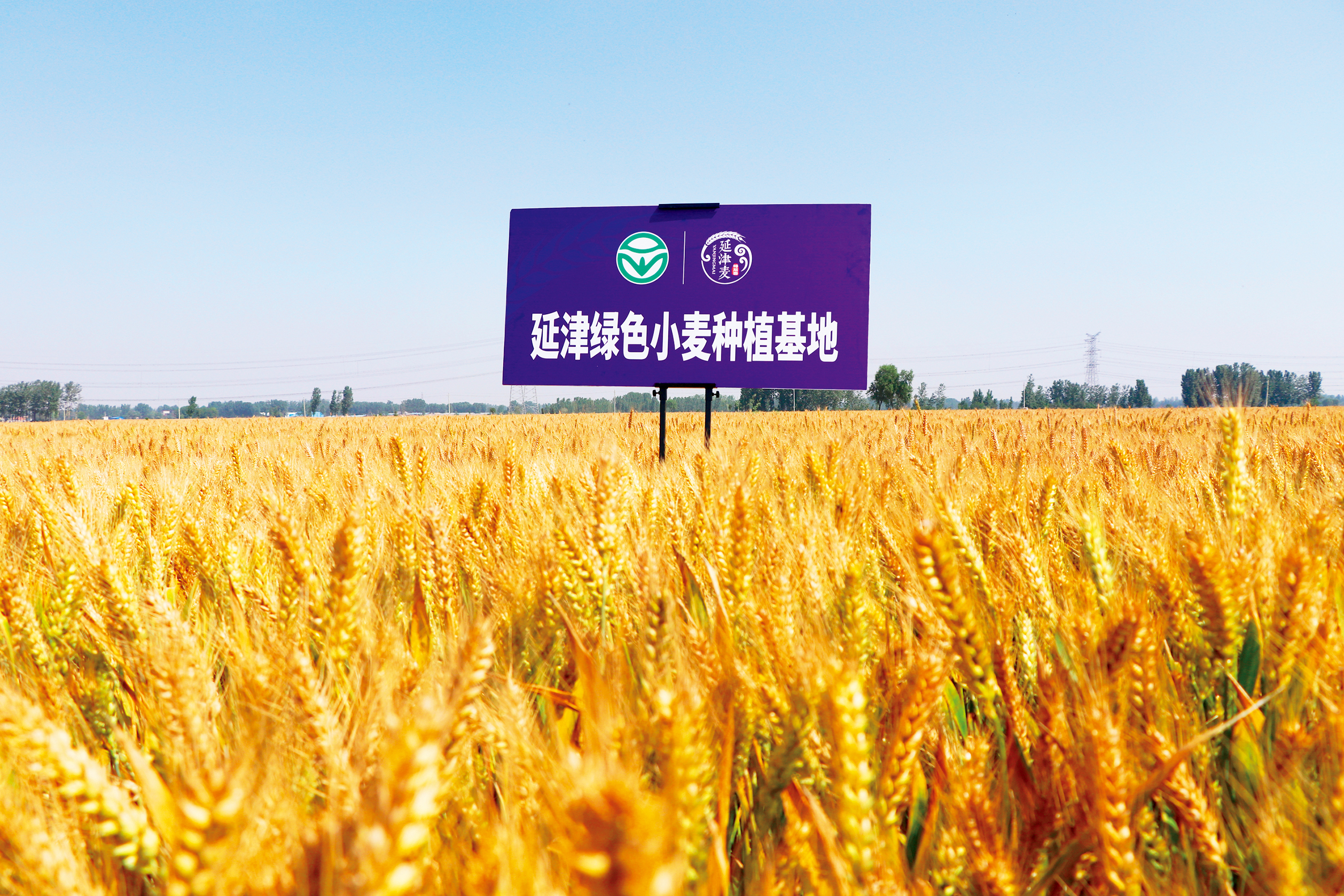 河南现代农业开发基地小麦,河南延津农业产业园