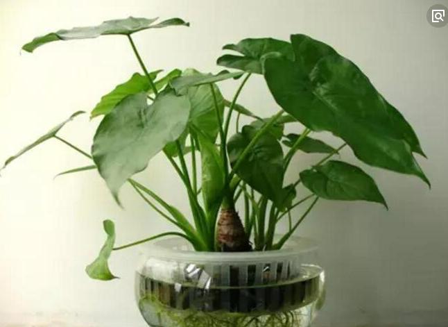 不含盆的水培植物室内懒人养不死,水培金枝玉叶室内绿植懒人盆