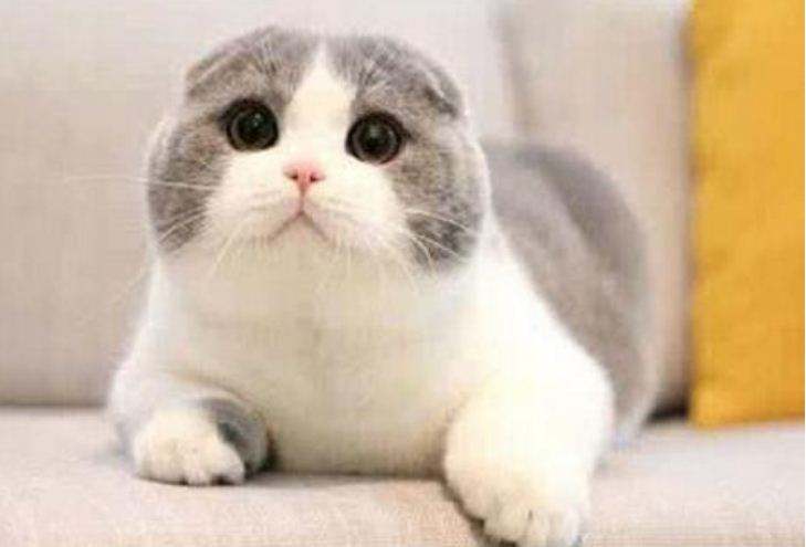 宠物猫真的比田园猫聪明吗,田园猫橘猫聪明还是狸花猫聪明