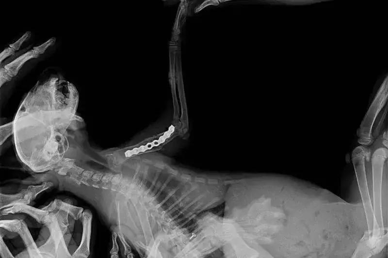 猫咪狗狗骨折了怎么办？扒一扒宠物“骨子里”的那些事