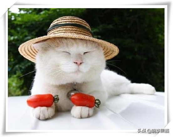 怎样知道你适不适合养猫,怎么判断自己适不适合养猫